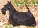 scottish-terrier