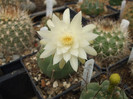 Matucana madisoniorum fma. albiflora