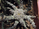 Euphorbia sp. nova G. Marx 211
