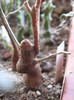 Euphorbia cuneata v. spinescens