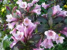 weigela