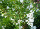 deutzia