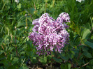 liliac pitic