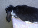 Mascul