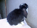 Picture 061