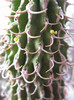 Euphorbia columnaris