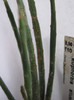 Euphorbia alluaudii