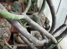 Euphorbia cedrorum Montaguae