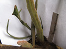 Euphorbia xyllophylloides