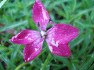 Dianthus Kahori (2011, May 12)