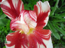 Tulipa Happy Generation (2011, May 12)