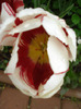 Tulipa Happy Generation (2011, May 12)