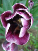 Tulipa Jackpot (2011, May 08)