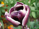 Tulipa Jackpot (2011, May 12)