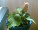 Picture 066