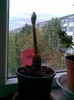 Amaryllis ROSU 12.05.2011