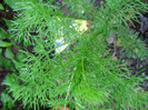 Olivenkraut_Olive Herb (2011, May 10)