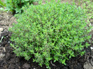 Wild Thyme (2010, April 25)