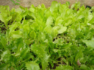 Curly Lettuce (2010, May 25)