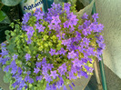 campanula- reinflorita