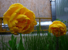4 mai 2011