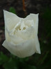 4 mai 2011