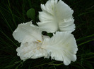 4 mai 2011