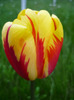 4 mai 2011