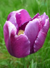 4 mai 2011