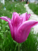 4 mai 2011
