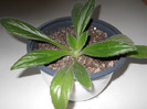 linearifolia