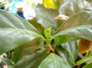 Coffea arabica (2009, May 14)