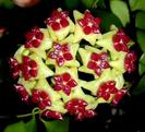 Hoya  cinnamonifolia