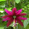 Passiflora_antioquiensis1