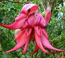 clianthus puniceus sau cioc de papagal