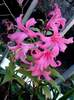 nerine bowdenii