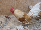 DSCF8500