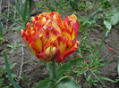 P1070075