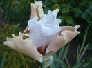 036