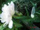 DSC06475