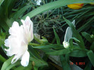 DSC06474