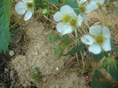 DSC06492