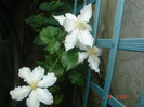 clematita