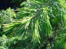 Cedrus deodara (2011, May 13)