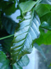 Coffea arabica (2011, May 13)