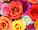 Love_Blooms_Roses,_Bunch_Of_Flowers-870514