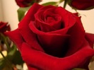 trandafir-8martie