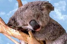 Koala 1