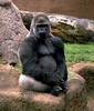 Gorilla