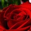 poze-trandafiri_07-150x150[1]